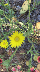 Xanthisma texanum drummondii