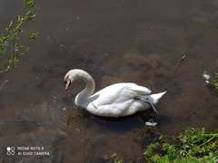 Cygnus olor