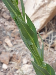 Stanleya viridiflora