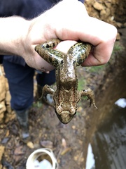 Leptodactylus wagneri