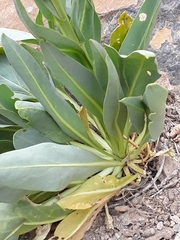 Stanleya viridiflora