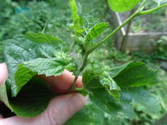 Celticecis celtiphyllia