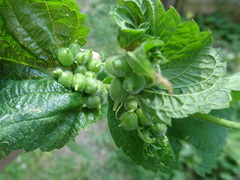 Celticecis celtiphyllia