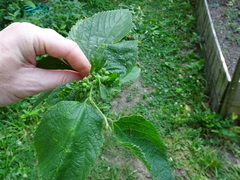 Celticecis celtiphyllia