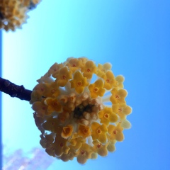 Edgeworthia
