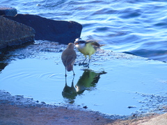 Pitangus sulphuratus