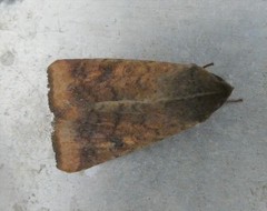 Helicoverpa armigera conferta