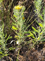 Heterotheca angustifolia