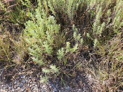 Heterotheca angustifolia