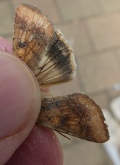 Helicoverpa armigera conferta