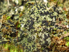 Bilimbia sabuletorum