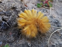 Pygarctia
