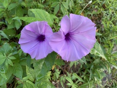 Ipomoea cairica
