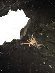 Centruroides limpidus