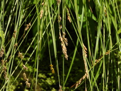 Carex diandra