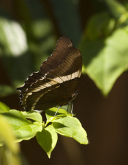 Siproeta epaphus trayja