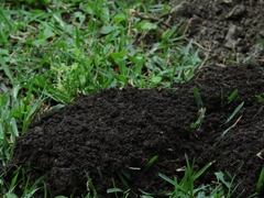 Cratogeomys planiceps