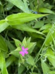 Dianthus armeria