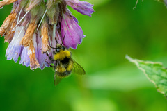 Bombus