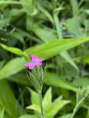 Dianthus armeria