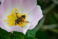 Eristalis horticola