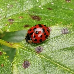 Harmonia axyridis