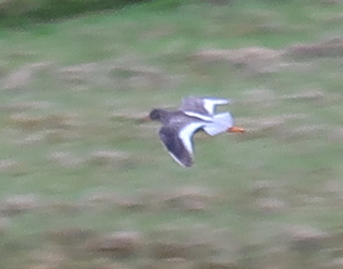 Icelandic Redshank