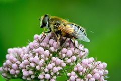 Eristalis horticola
