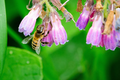 Apis mellifera