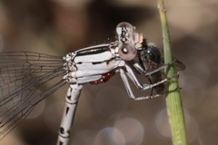 Arrenurus