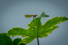 Lestes sponsa