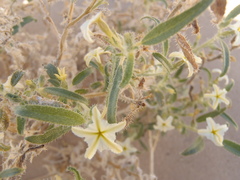 Euploca convolvulacea