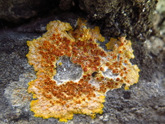 Caloplaca eugyra