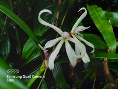 Prosthechea baculus