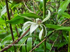 Prosthechea baculus