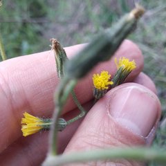 Hieracium abscissum