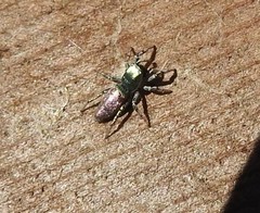 Salticus peckhamae