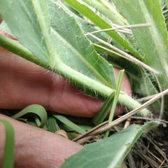 Hieracium abscissum
