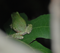 Hyla chrysoscelis