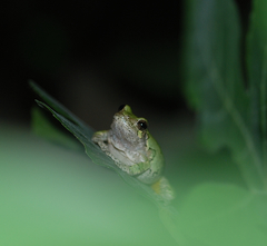 Hyla chrysoscelis