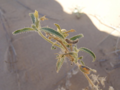 Euploca convolvulacea