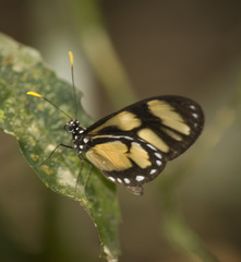 Callithomia lenea