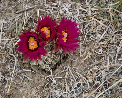 Pineapple Cactus (Escobaria vivipara)