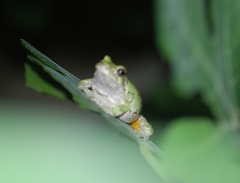 Hyla chrysoscelis
