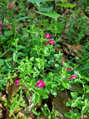 Scutellaria suffrutescens