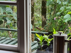 Zosterornis whiteheadi