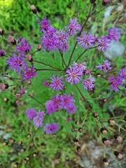 Vernonia greggii