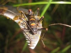 Monticomorpha flavolimbata