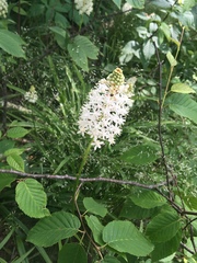 Melanthieae