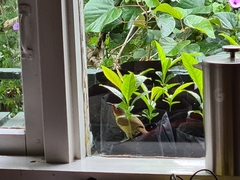 Zosterornis whiteheadi